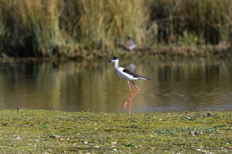 Echasse blanche dans la Vienne